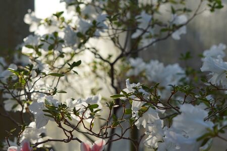 Rhododendrons blossom in sunshine in botanical garden.の写真素材