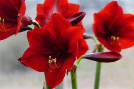 Beautiful hippeastrum red velvet flower. Royal Velvet.の写真素材