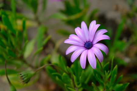 Osteospermum in bloom
