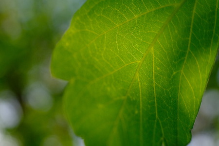 One green leaf