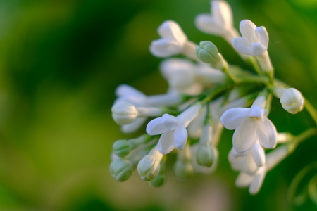 syringa vulgarisの写真素材