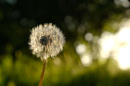 Dandelion