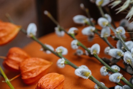 Spring background with beautiful springtime pussy-willow with caの写真素材