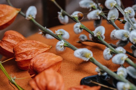 Spring background with beautiful springtime pussy-willow with caの写真素材
