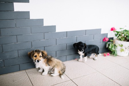 little dogの写真素材