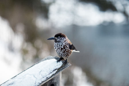 bright red bird bullfinch eating ripe juicy berries of mountainの写真素材