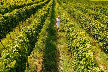 Aerial view of beautiful girl in hat stands on large vineyard plantation.の写真素材