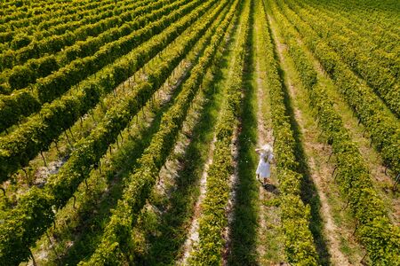 Aerial view of beautiful girl in hat stands on large vineyard plantation.の写真素材