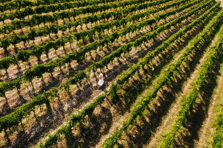 Aerial view of beautiful girl in hat stands on large vineyard plantation.の写真素材