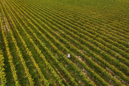 Aerial view of beautiful girl in hat stands on large vineyard plantation.の写真素材