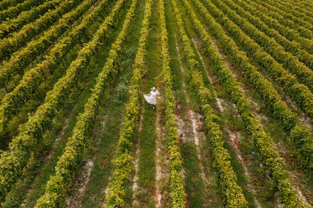 Aerial view of beautiful girl in hat stands on large vineyard plantation.の写真素材