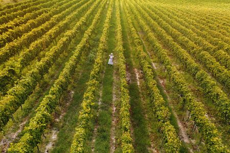 Aerial view of beautiful girl in hat stands on large vineyard plantation.の写真素材