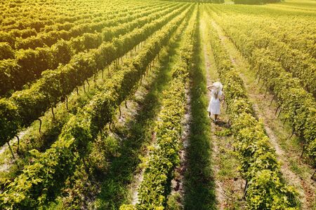 Aerial view of beautiful girl in hat stands on large vineyard plantation.の写真素材