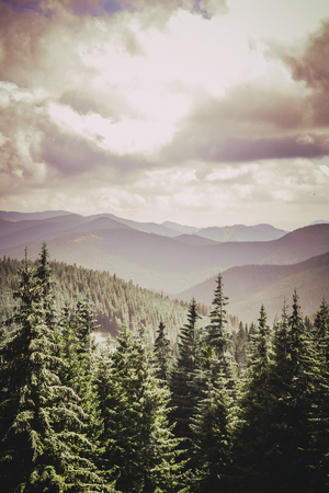 fabulous pine forest amid the fabulous mountains with a purple hueの写真素材