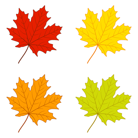 Autumn maple leavesのイラスト素材