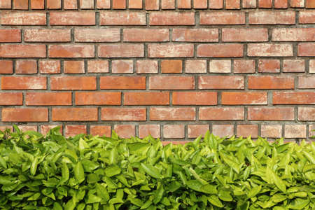 Brick wallの写真素材
