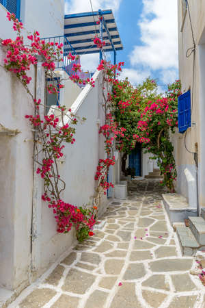 Picturesque alley with a full blooming bougainvillea and Whitewashed traditional houses in Prodromos Paros Greeceの写真素材