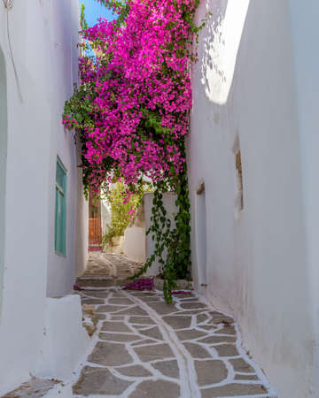 Traditional Cycladitic alley with narrow street, whitewashed houses and a blooming bougainvillea in Marpissa Paros island, Greece.の写真素材