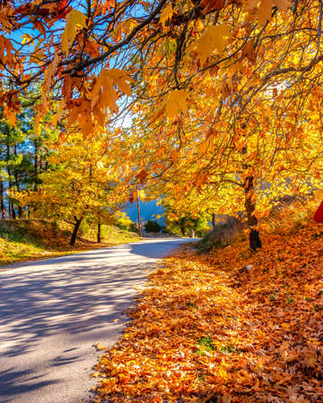 Empty road leading through fall foliage at aristi village zagori ! During Peak Foliage season.の写真素材