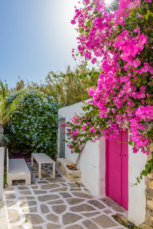 Traditional Cycladitic alley with a  narrow street, whitewashed facade of a house with a pink door and a blooming bougainvillea in Naousa  Paros island, Greece.の写真素材