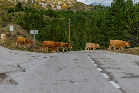 view of cows passing the street  walking freely in zagori epirus greeceの写真素材