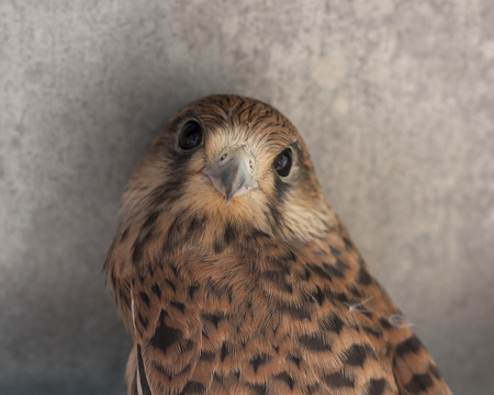 Falcon bird photo texture, captive female Kestrel, Falco tinnunculusの写真素材