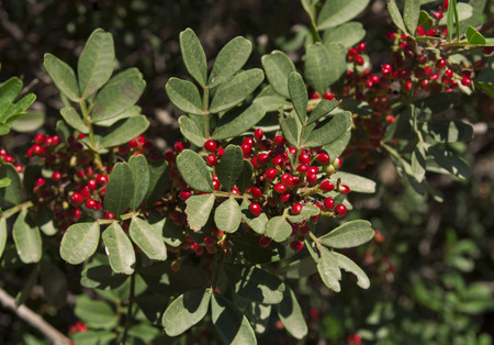 Shrub with lot of red berries on branches photo, mediterranean mastic bush pistachio on the treeの写真素材