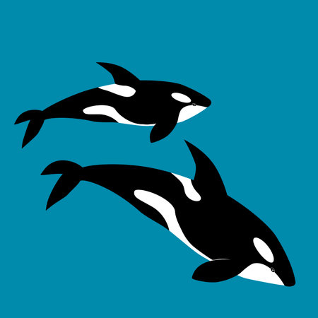 Killer whale illustration, vector, orca, Delphinidae, Odoncetiのイラスト素材