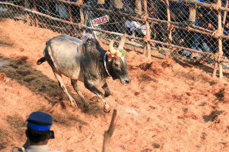 Jallikattu(Bull-Taming Sport): India,Tamil Nadu,Avaniyapuram. February5th,2017. Jallikattu is a bull taming sport a part of Pongal celebration. This is oldest living ancient sport.のeditorial素材