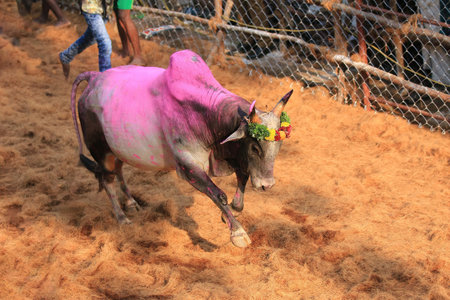Jallikattu(Bull-Taming Sport): India,Tamil Nadu,Avaniyapuram. February5th,2017. Jallikattu is a bull taming sport a part of Pongal celebration. This is oldest living ancient sport.のeditorial素材