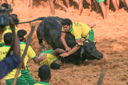 Jallikattu(Bull-Taming Sport): India,Tamil Nadu,Avaniyapuram. February5th,2017. Jallikattu is a bull taming sport a part of Pongal celebration. This is oldest living ancient sport.のeditorial素材