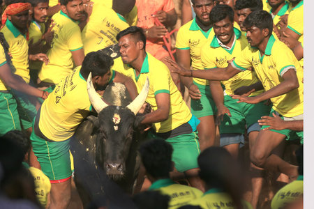 Jallikattu(Bull-Taming Sport): India,Tamil Nadu,Avaniyapuram. February5th,2017. Jallikattu is a bull taming sport a part of Pongal celebration. This is oldest living ancient sport.のeditorial素材