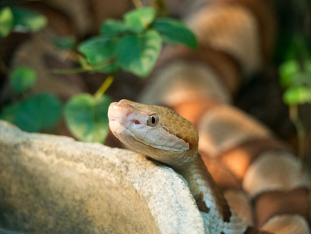 Snakeの写真素材