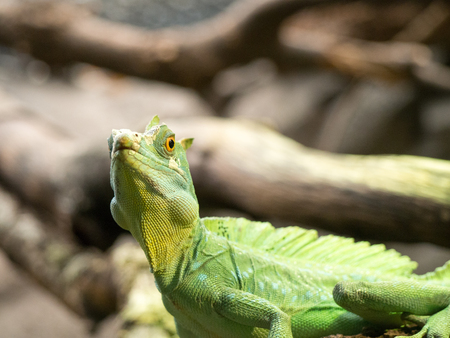 Lizardの写真素材