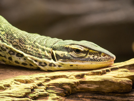 Lizardの写真素材