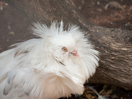 Jacobin pigeonの写真素材