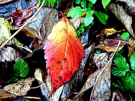Red wet leaf の写真素材