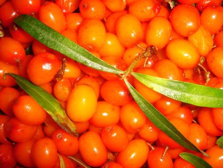 Orange berriesの写真素材