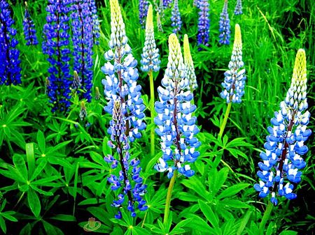 Close up of bluebonnetsの写真素材