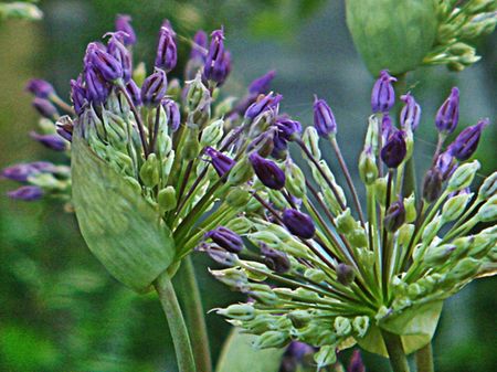 Close up of big onion blossomsの写真素材