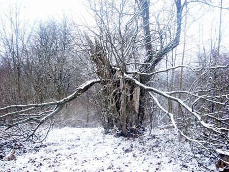 Wintertime viewの写真素材