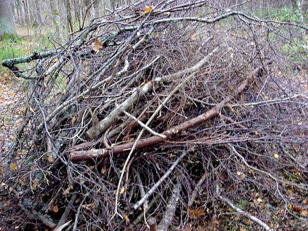 Pile of branches in woodの写真素材