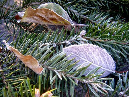 Frosted leavesの写真素材