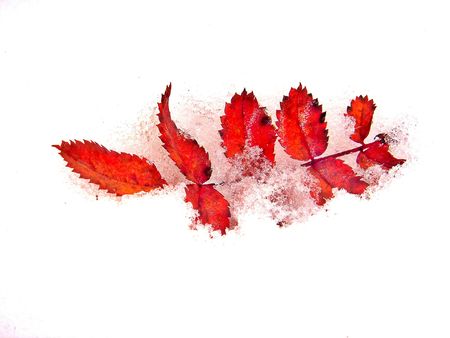 Red leaf in snowの写真素材