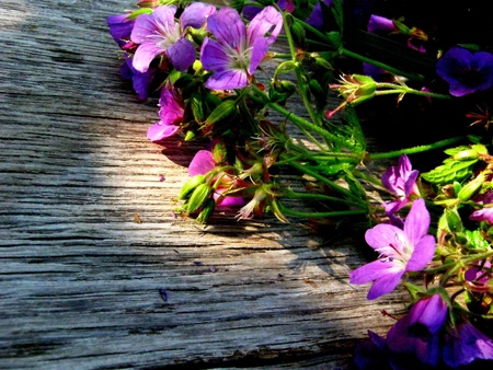 Geranium pratenseの写真素材