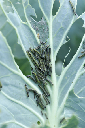 Wormの写真素材