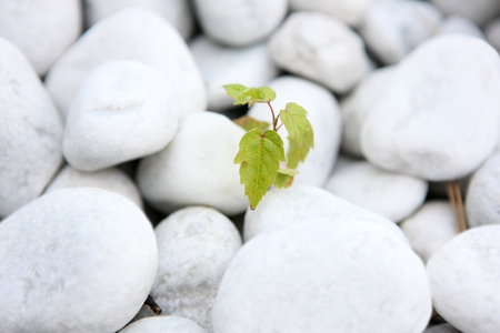 Young plantの写真素材
