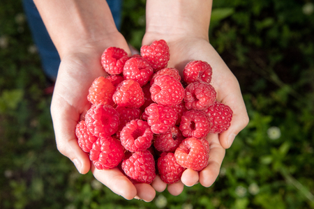 Rasberryの写真素材