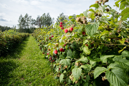 Rasberryの写真素材