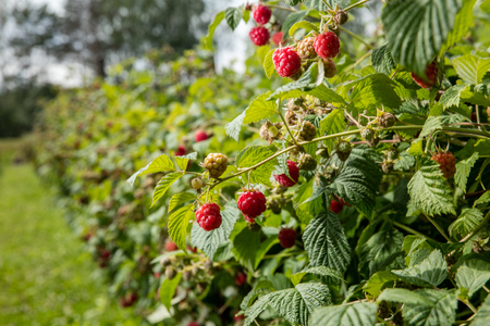 Rasberryの写真素材